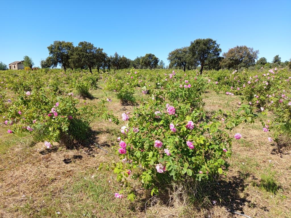 Oportunidade Única: Quinta de 16 Hectares com produção de plantas aromáticas, 2 Ha de rosas DAMASCENA, destilação de óleos essenciais e actividade e-commerce - Image 13