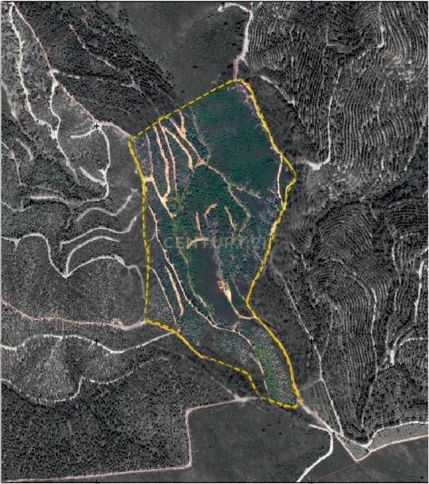 terreno Rustico com Eucaliptal - Image 2