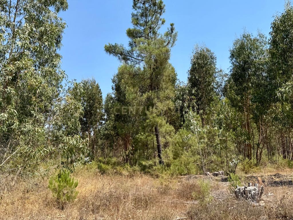 Terreno com 94.000 m2 na zona do Novo Aeroporto de Lisboa, Santo Estêvão, Benavente. Em venda! - Image 8