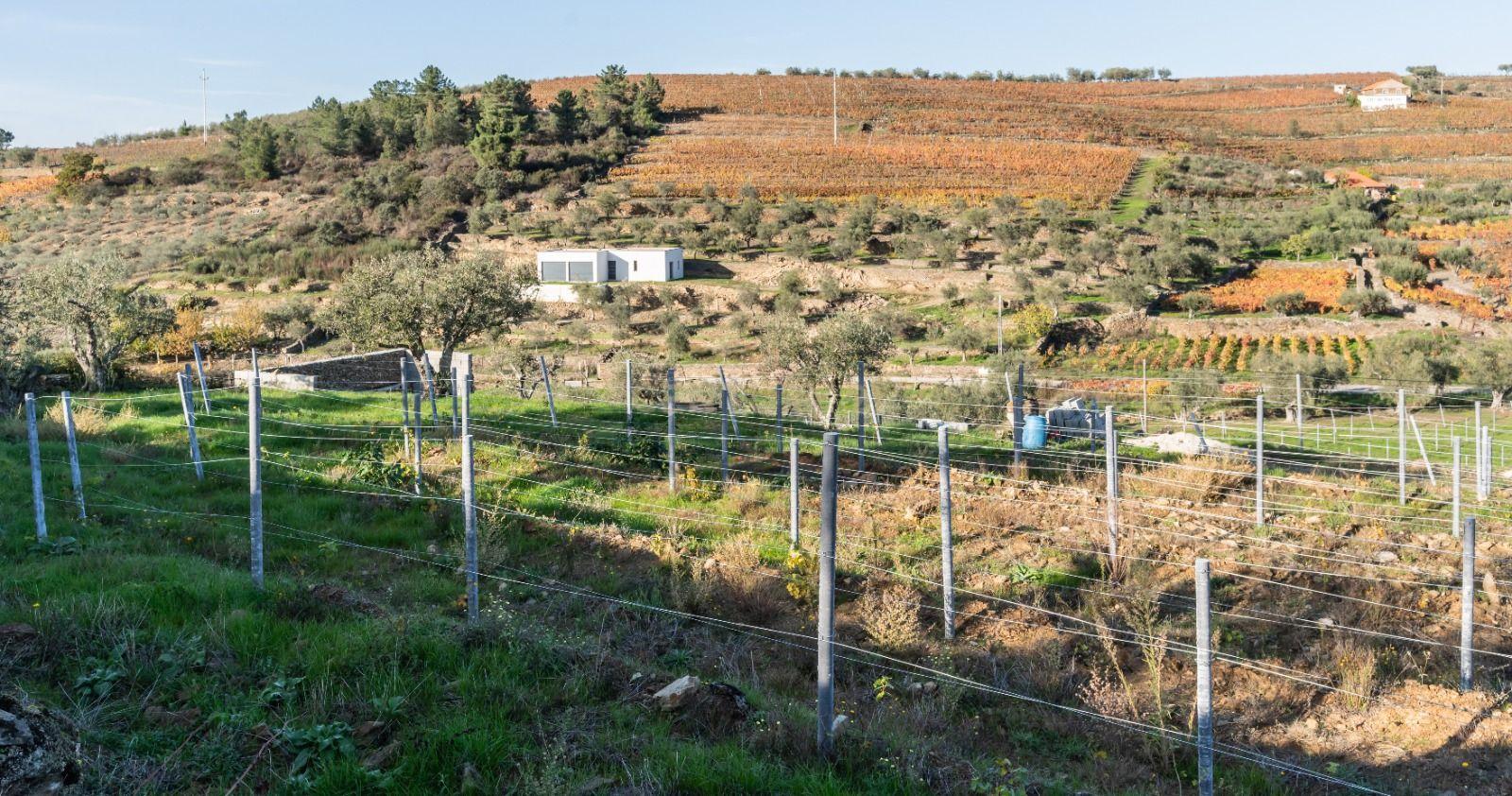 🏡Quinta com Moradia T3 e Vinha no Coração do Alto Douro Vinhateiro – Património Mundial da UNESCO - Image 73