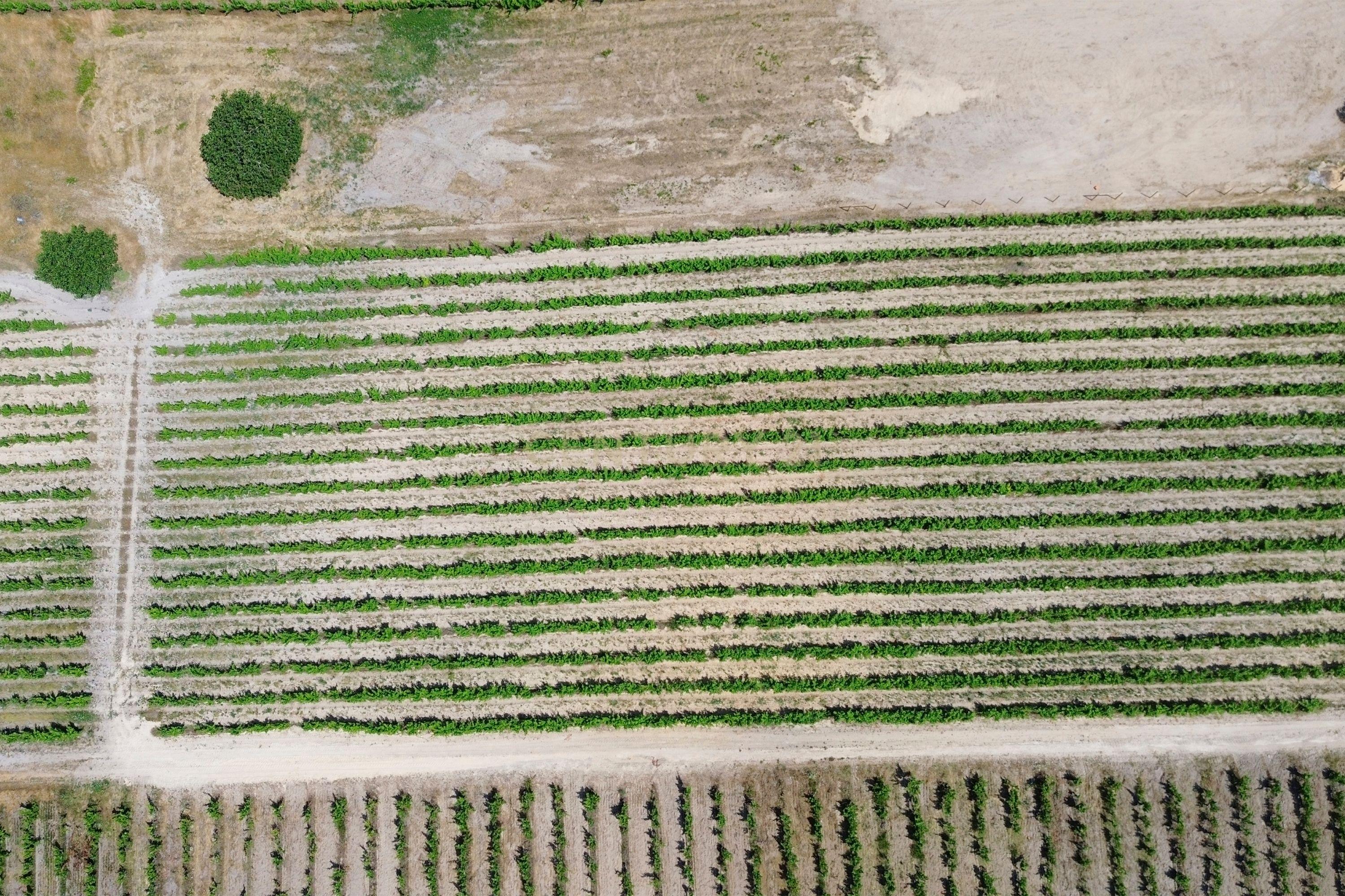 Fotografia 10 de Terreno no Lau com vinhas certificadas