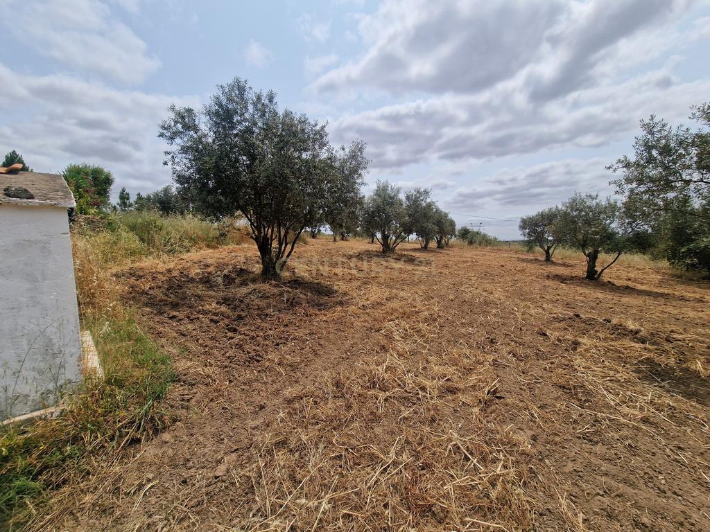 Monte/Terreno em Santiago do Cacém, com Vista Campestre e Árvores Frutíferas - Image 6