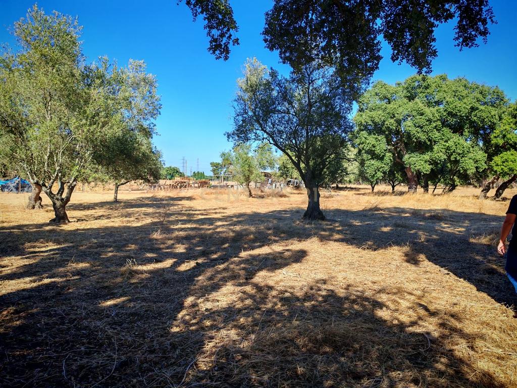 Terreno Rústico com 5.000 m2 - Quinta do Anjo, Palmela - Image 9
