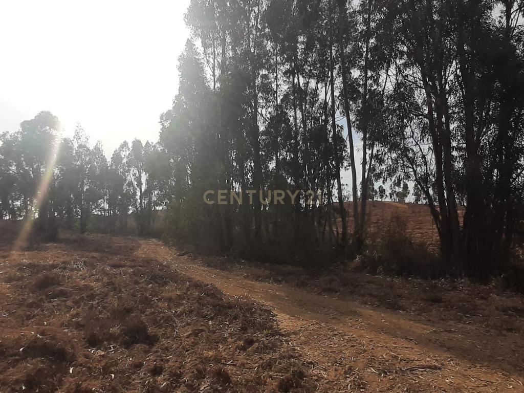 Terreno Rústico com Potencial Agrícola e de Lazer, Ourique, Beja - Image 8