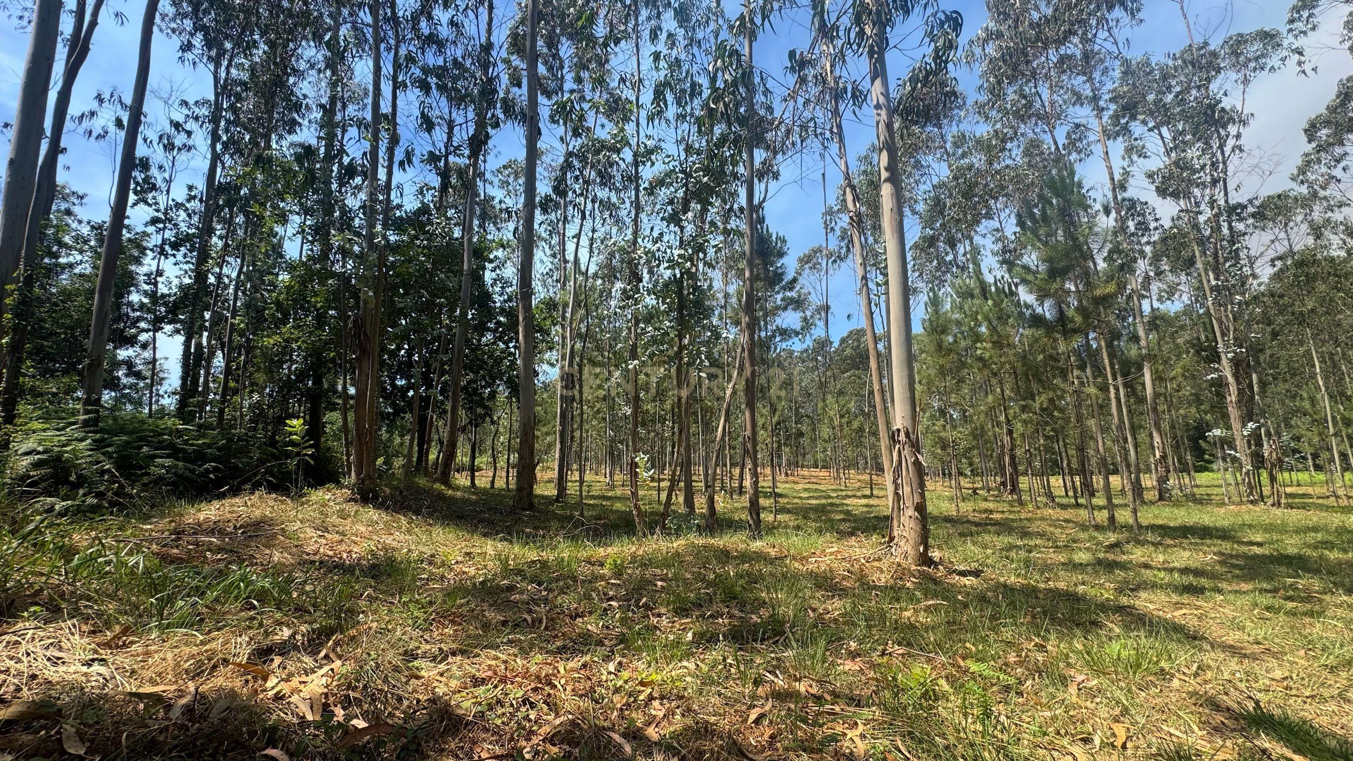 Fotografia 7 de TERRENO FLORRESTAL 5.453 m² – TERROSO | PÓVOA DE VARZIM