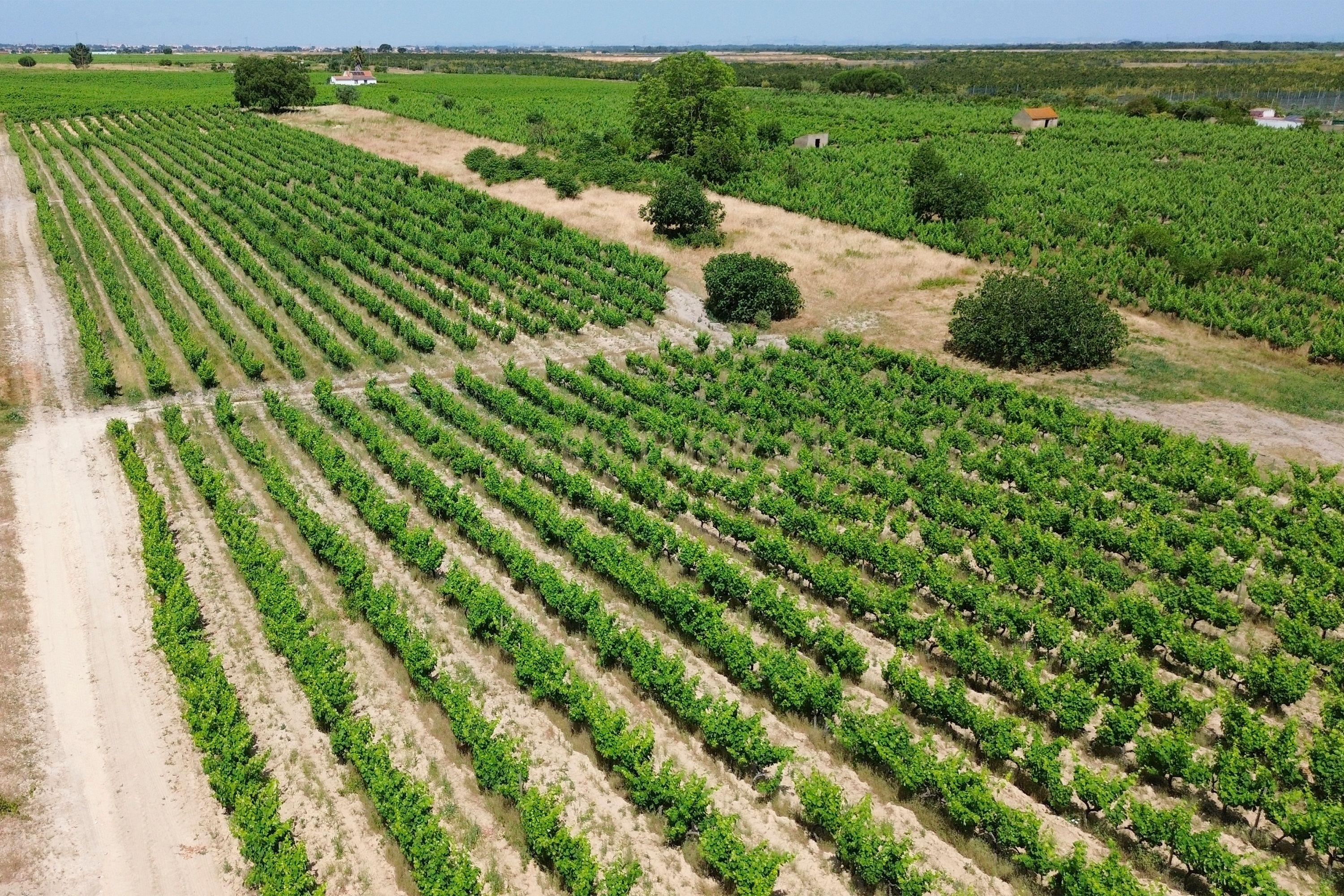 Fotografia 11 de Terreno no Lau com vinhas certificadas