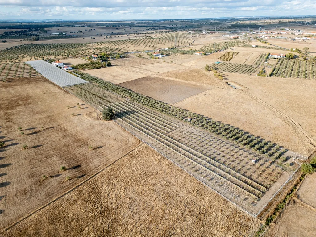 🌿 Quinta com Moradia T4 e Piscina | 3,25 hectares| Olival | Vinha| Amareleja, Alentejo - Image 9