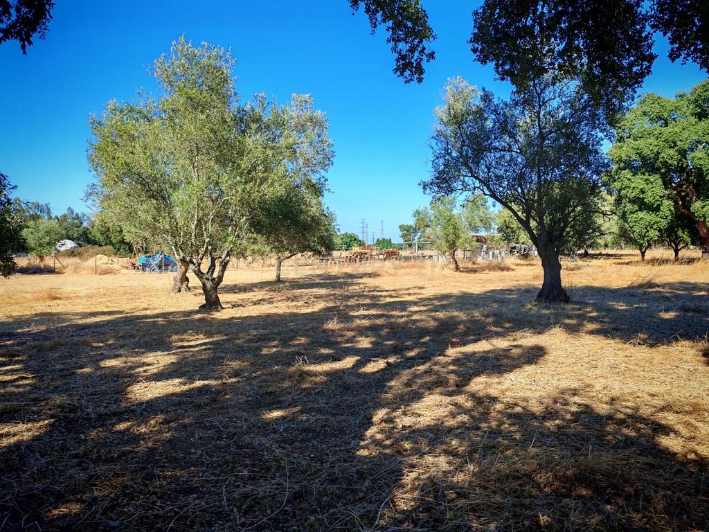 Terreno Rústico com 5.000 m2 - Quinta do Anjo, Palmela - Image 1