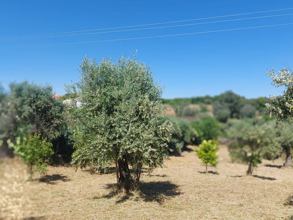 Terreno em Alcafozes, Idanha a Nova com Vista e Árvores de Fruto - Image 16