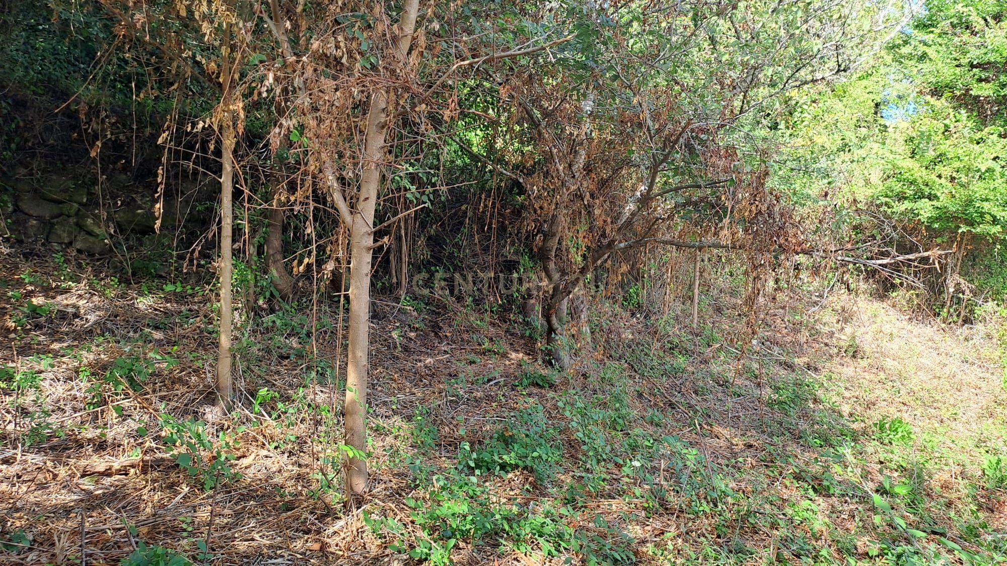 Fotografia 3 de Terreno Agrícola - São João das Lampas