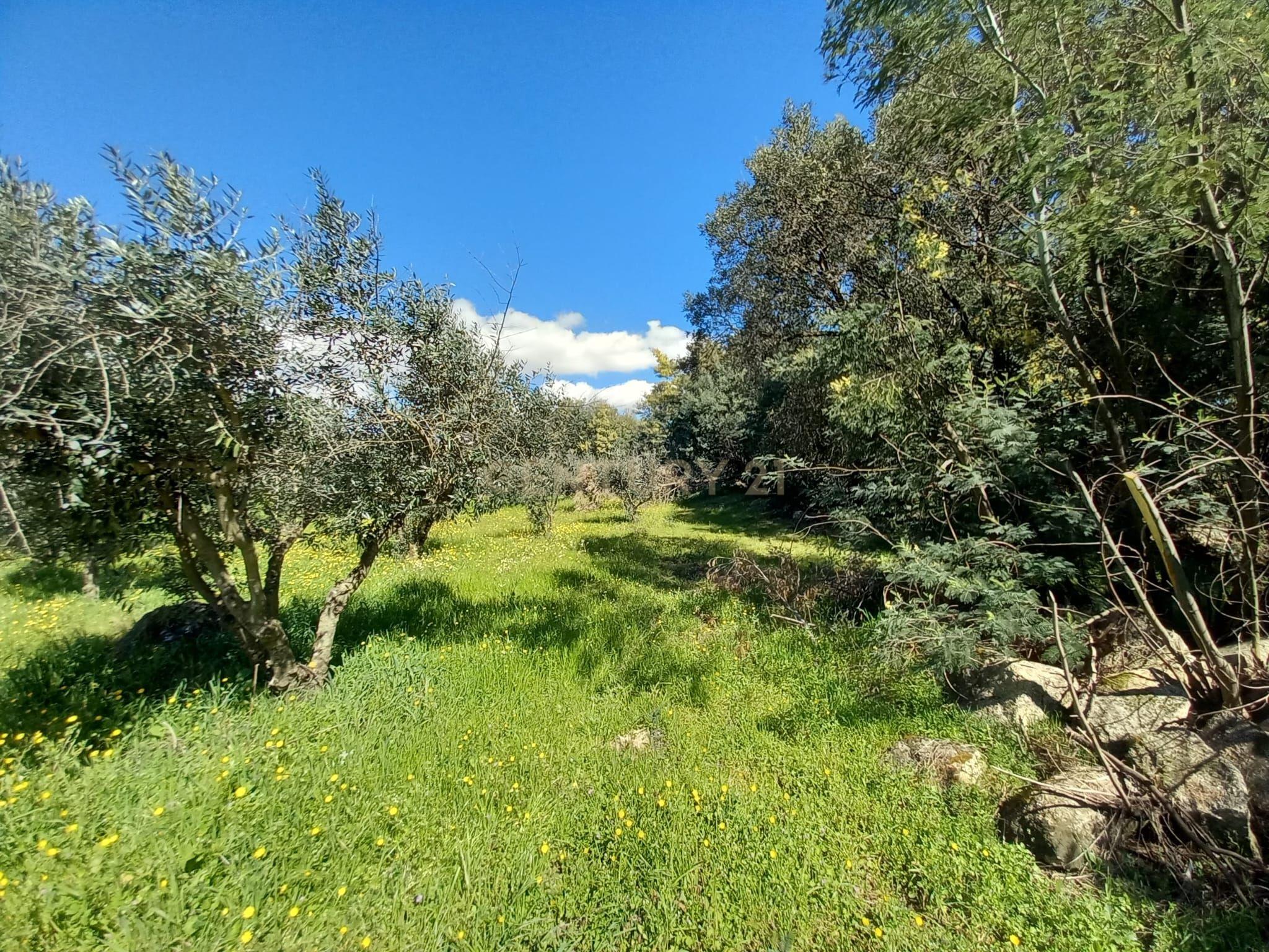Fotografia 12 de Quinta com 24750m2 Louriçal do campo
