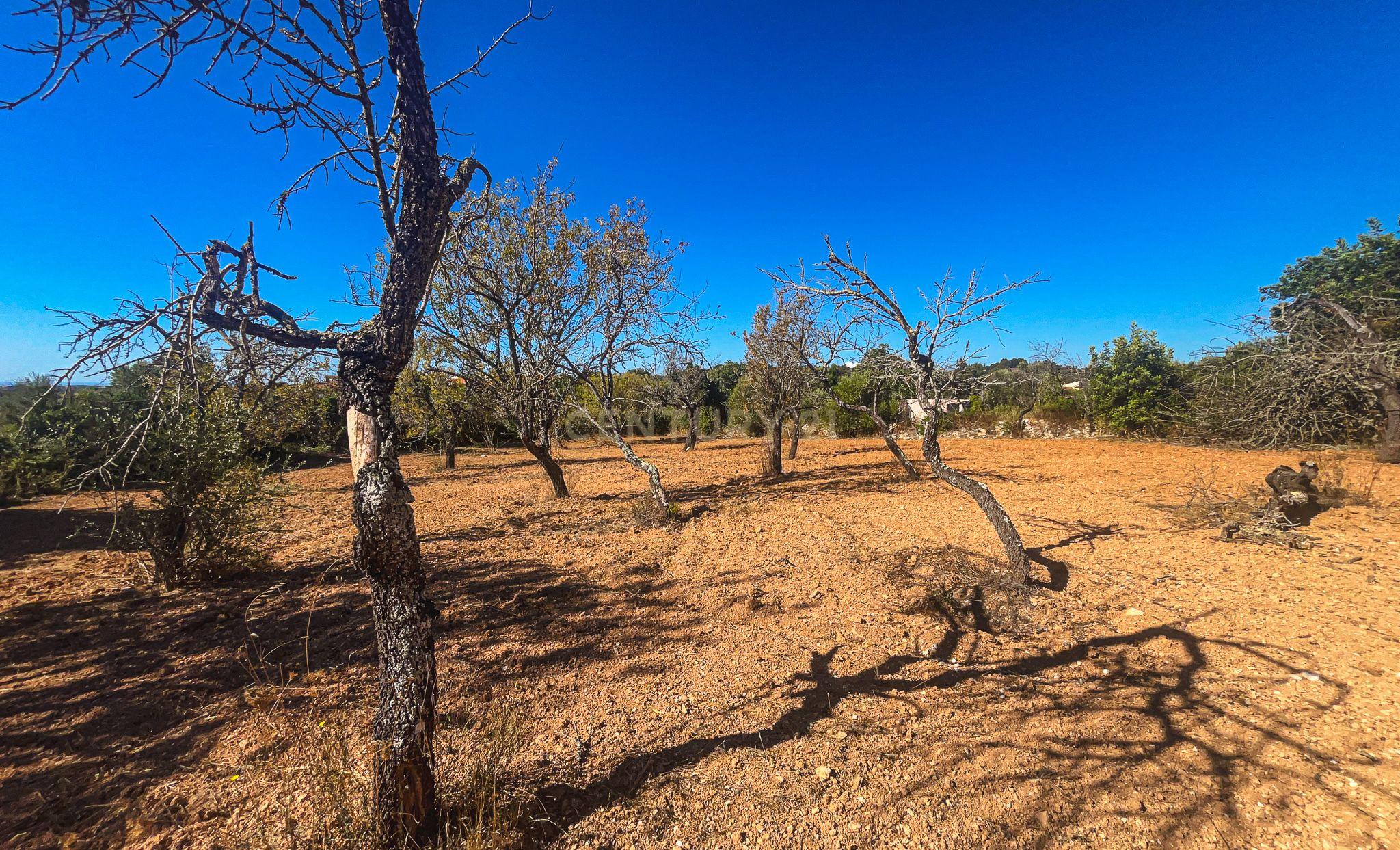Fotografia 6 de Terreno Rústico com 1.800 m² | Natureza, Privacidade e Excelente Potencial | Paderne