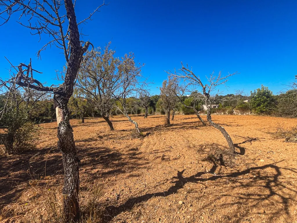 Terreno Rústico com 1.800 m² | Natureza, Privacidade e Excelente Potencial | Paderne - Image 6