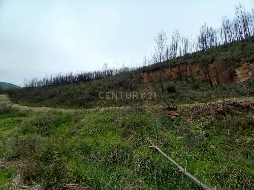 Terreno Rustico com 10000m2 Sobrainho da Ribeira - Image 7