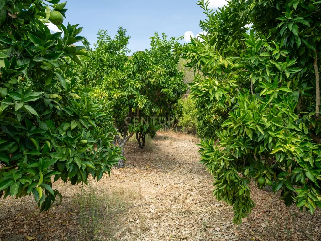 Farm with productive vineyard in the Douro Demarcated Region — São João da Pesqueira - Image 21