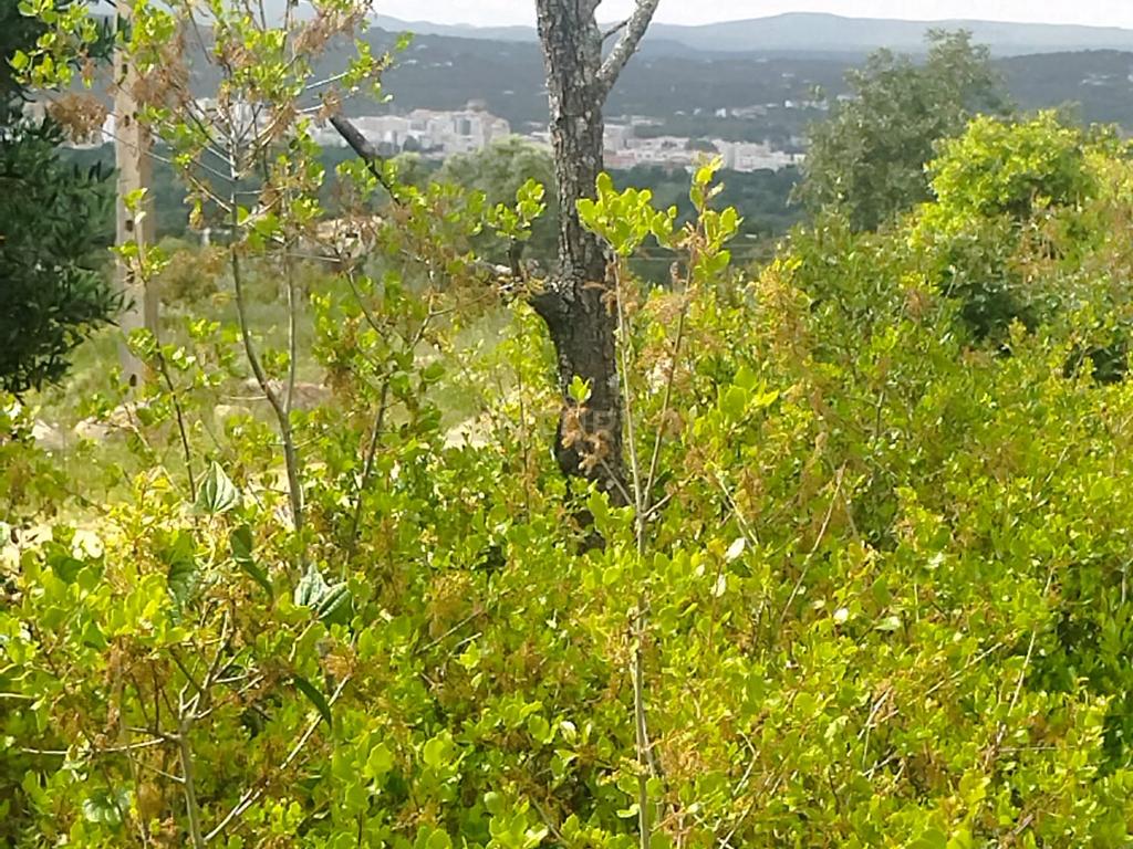 Terreno Rústico com 7640m2 em Goldra de Baixo, Faro - Image 1