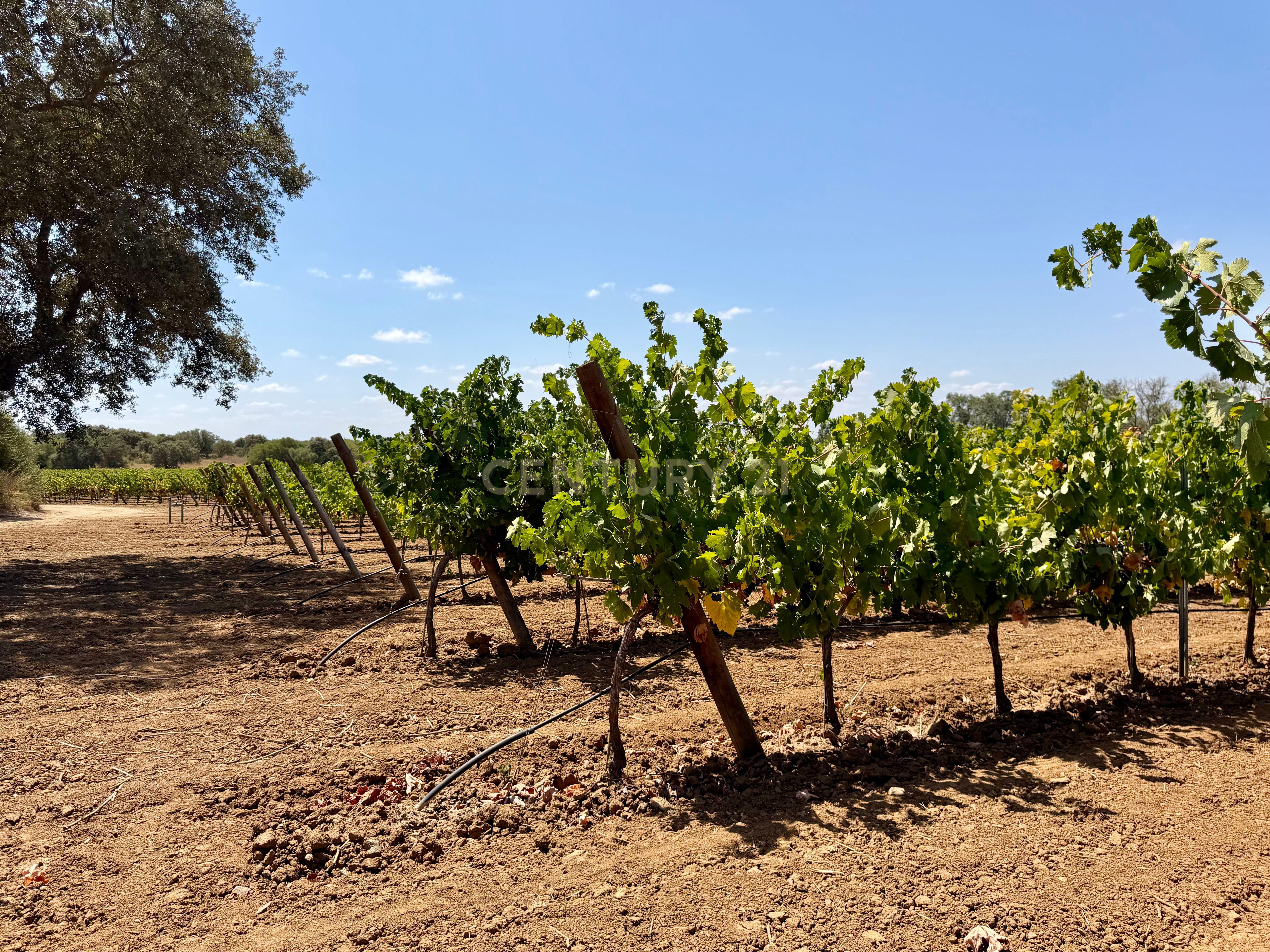 Fotografia 7 de Herdade da Pandeira (93 Hectares) Vinha e Olival em Produção em Reguengos de Monsaraz.