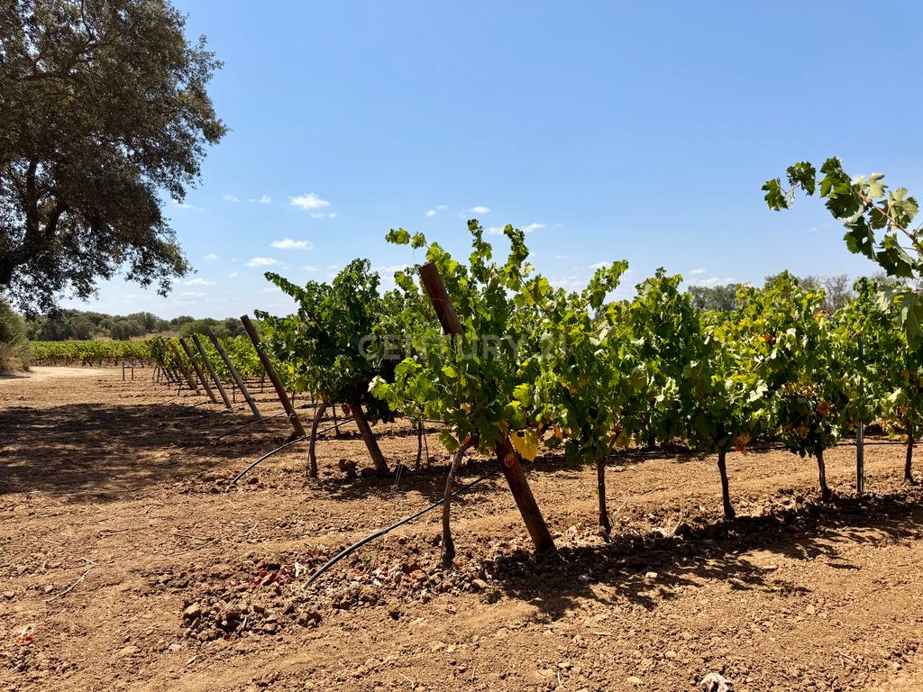 Herdade da Pandeira (93 Hectares) Vinha e Olival em Produção em Reguengos de Monsaraz. - Image 7