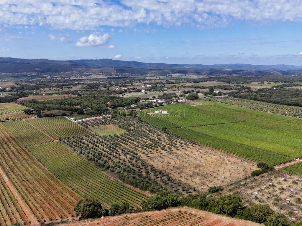 Quinta T3+3 com 4 HA em Borba – Natureza, Produção Agrícola e Conforto - Image 25