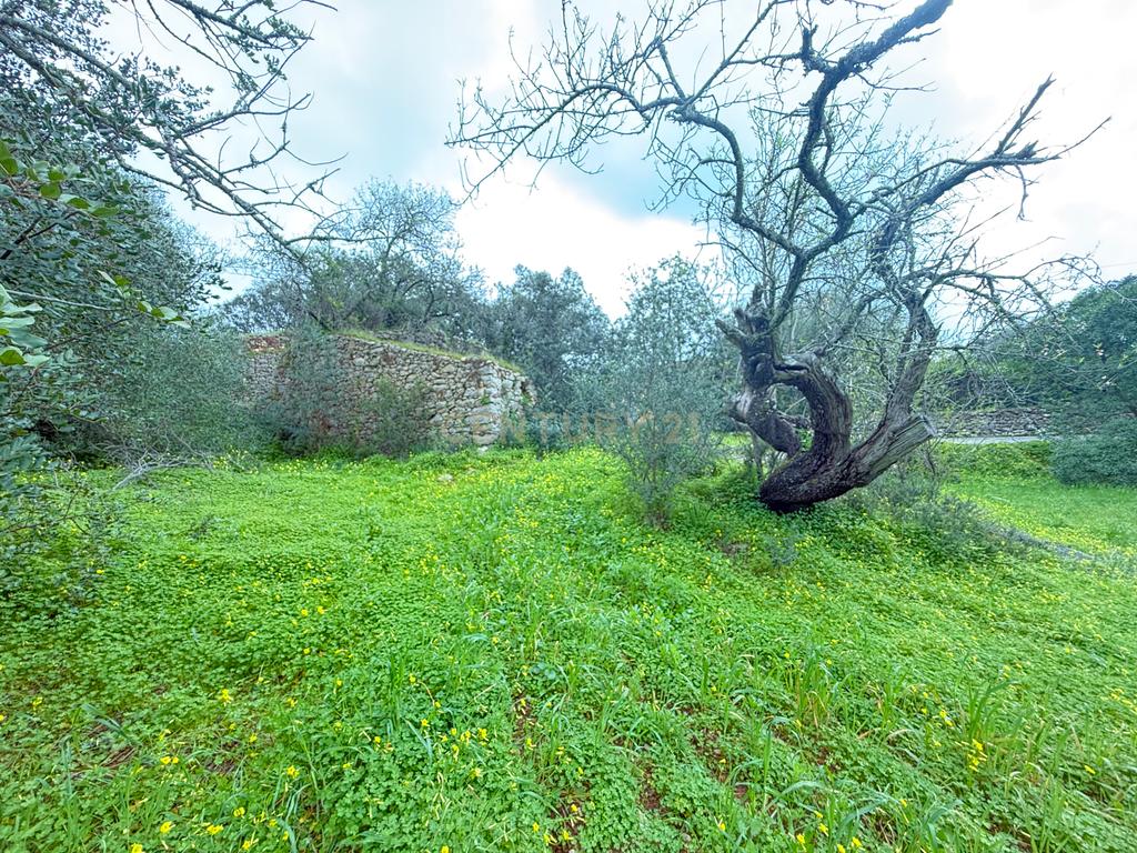 Terreno com Ruína em Mealhas, São Brás de Alportel - Image 7