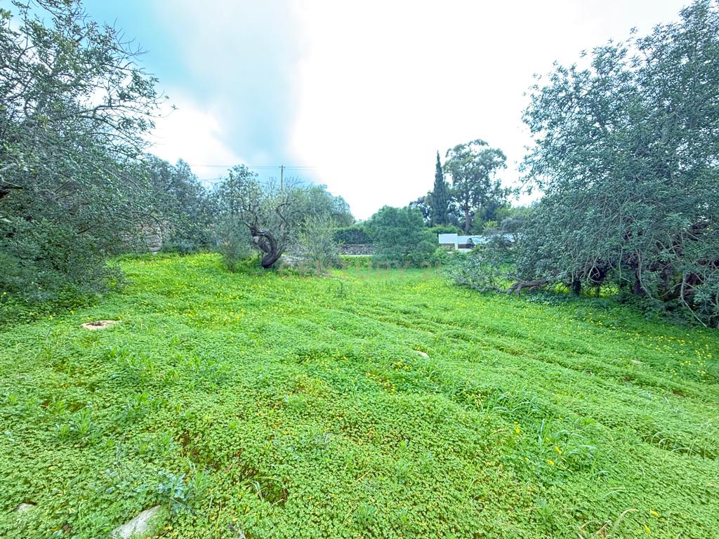 Terreno com Ruína em Mealhas, São Brás de Alportel - Image 13