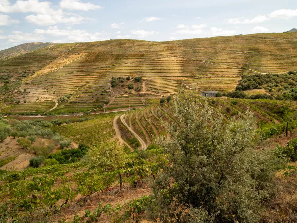Farm with productive vineyard in the Douro Demarcated Region — São João da Pesqueira - Image 17