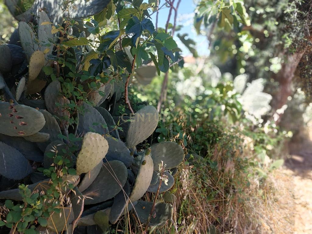 Terreno em Alcafozes, Idanha a Nova com Vista e Árvores de Fruto - Image 17
