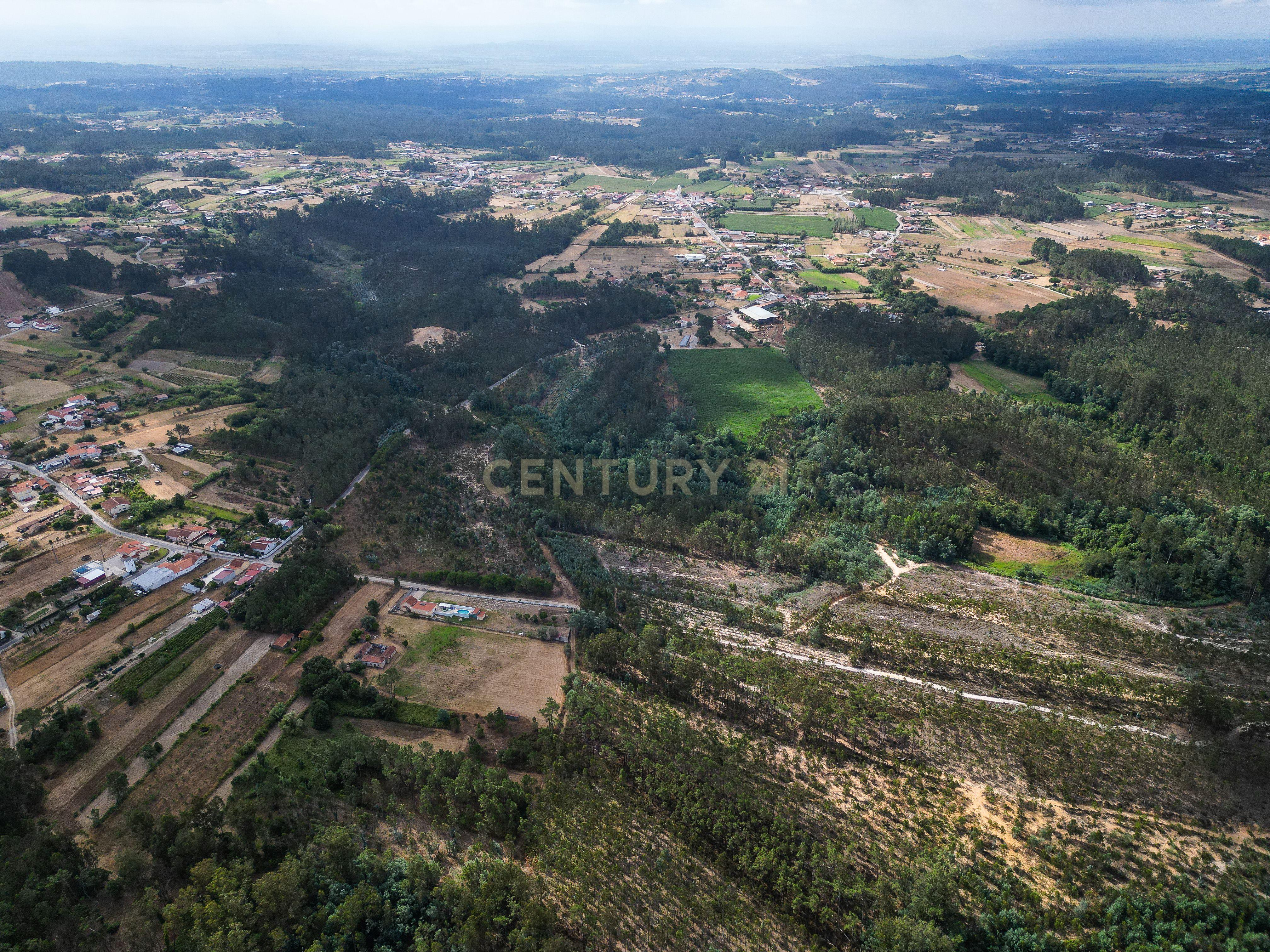 Fotografia 8 de Pinhal com 1.425 m² em Brejal – Cabeça Alta, Seixo de Gatões, Montemor-o-Velho