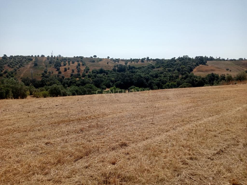 Terreno Agrícola em Brogueira, Torres Novas - 13640m² - Image 1