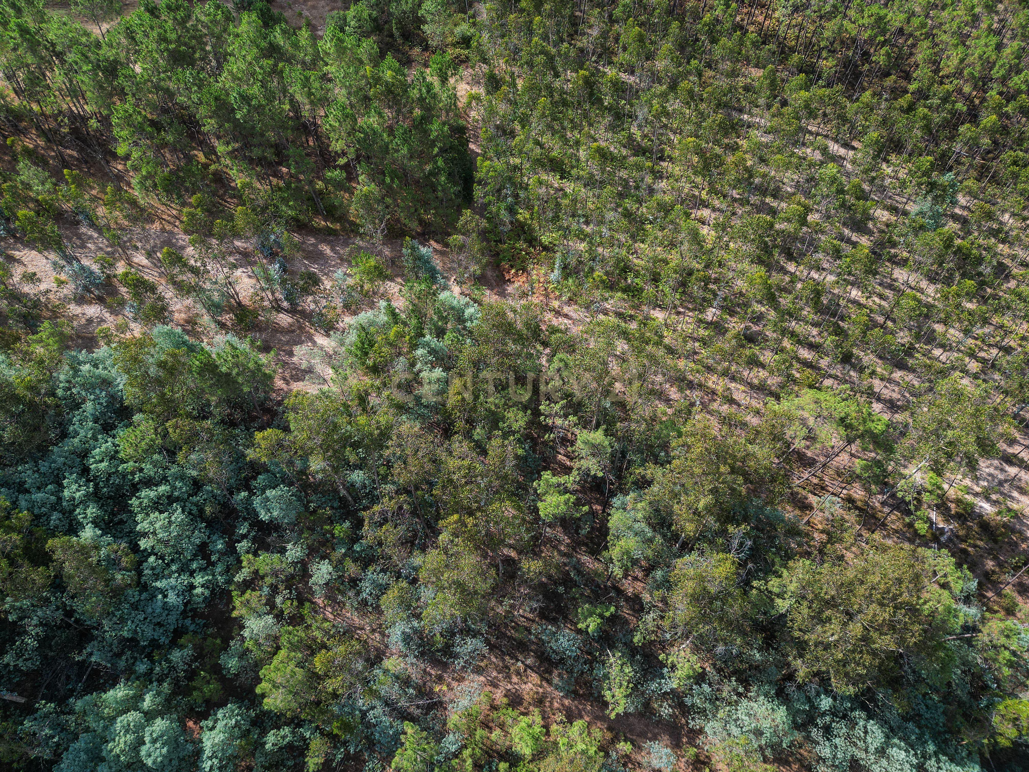 Fotografia 3 de Pinhal com cerca de 720 m² em Canazieira – Cabeça Alta, Montemor-o-Velho