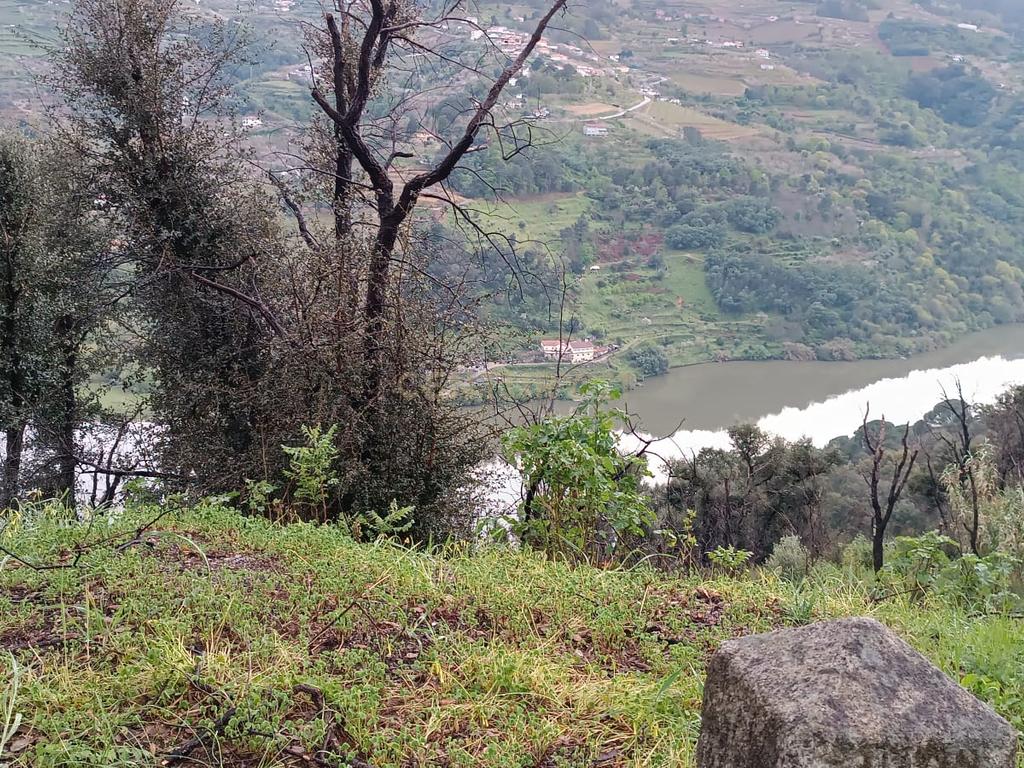 Terreno florestal com vista para a praia fluvial de Porto de Rei em Barqueiros, Mesão Frio às portas do Douro - Image 40