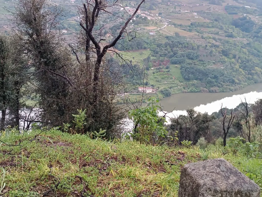 Terreno florestal com vista para a praia fluvial de Porto de Rei em Barqueiros, Mesão Frio às portas do Douro - Image 40