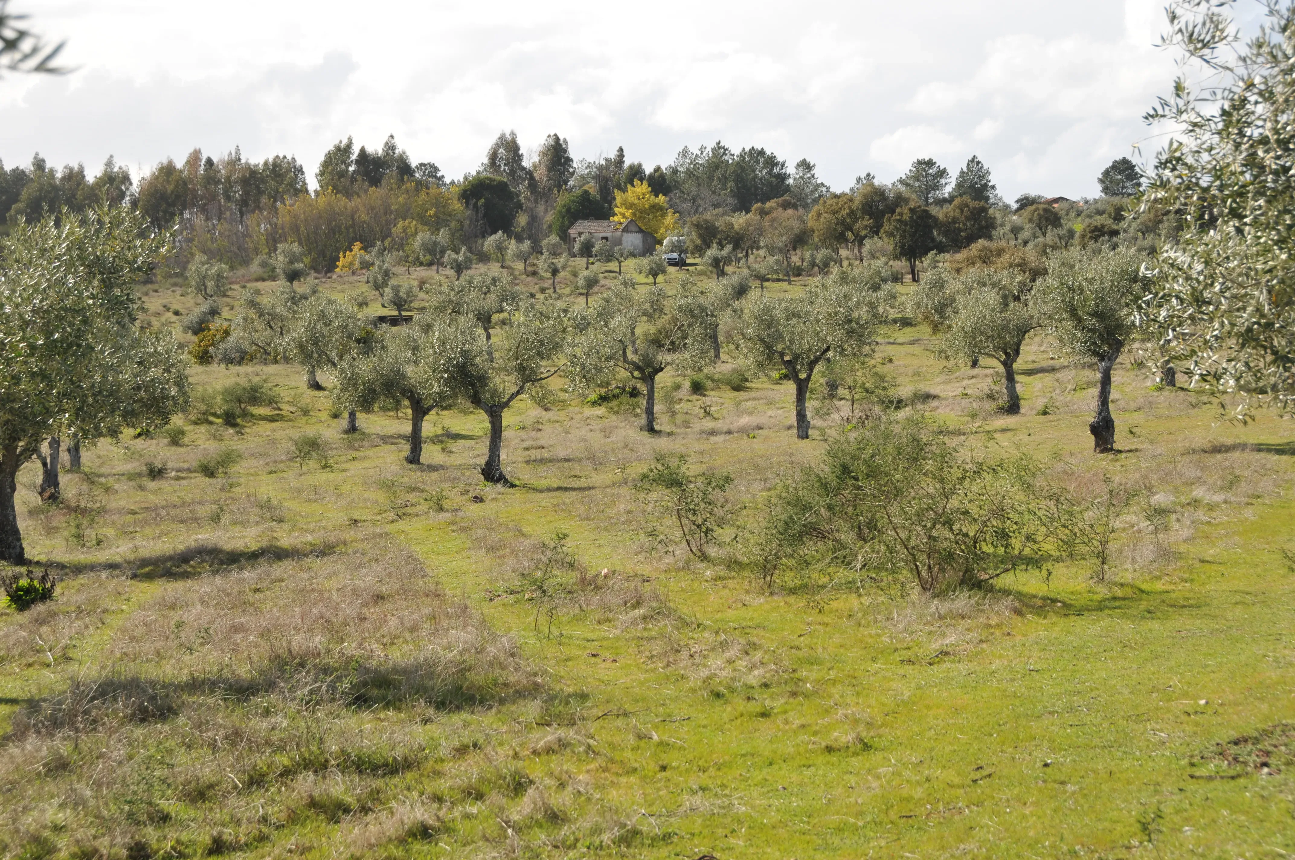 Fotografia 10 de Oportunidade Única: Quinta de 16 Hectares com produção de plantas aromáticas, 2 Ha de rosas DAMASCENA, destilação de óleos essenciais  e actividade e-commerce