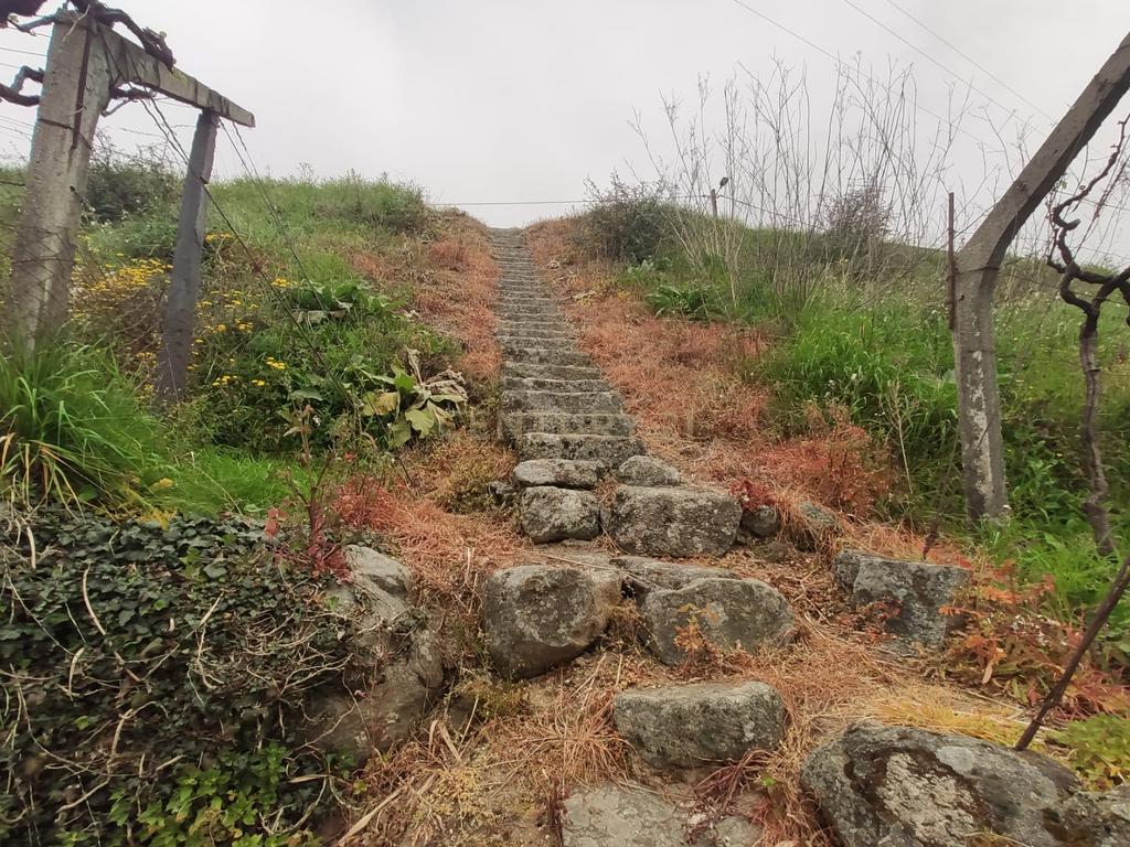 Terreno com casinha e vista para o rio Douro, em S. Tomé de Covelas, Baião para projeto agrícola - Image 53