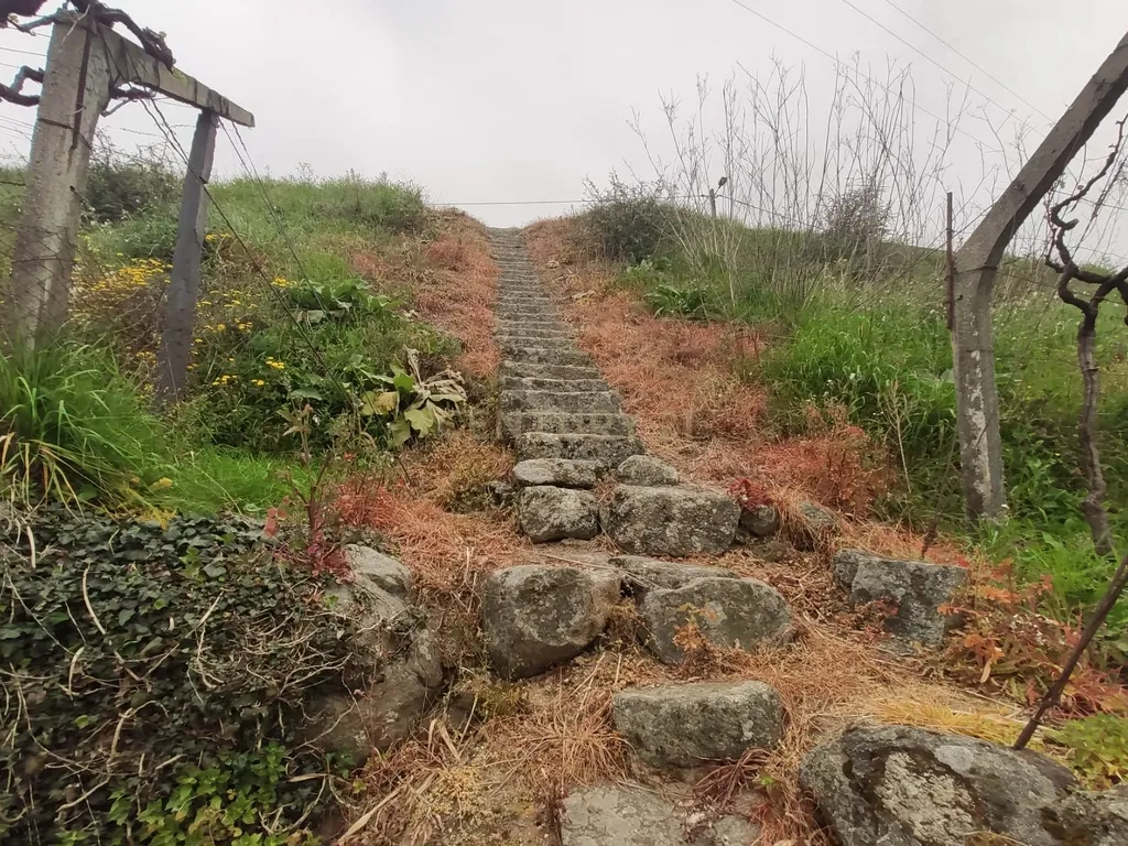 Terreno com casinha e vista para o rio Douro, em S. Tomé de Covelas, Baião para projeto agrícola - Image 53