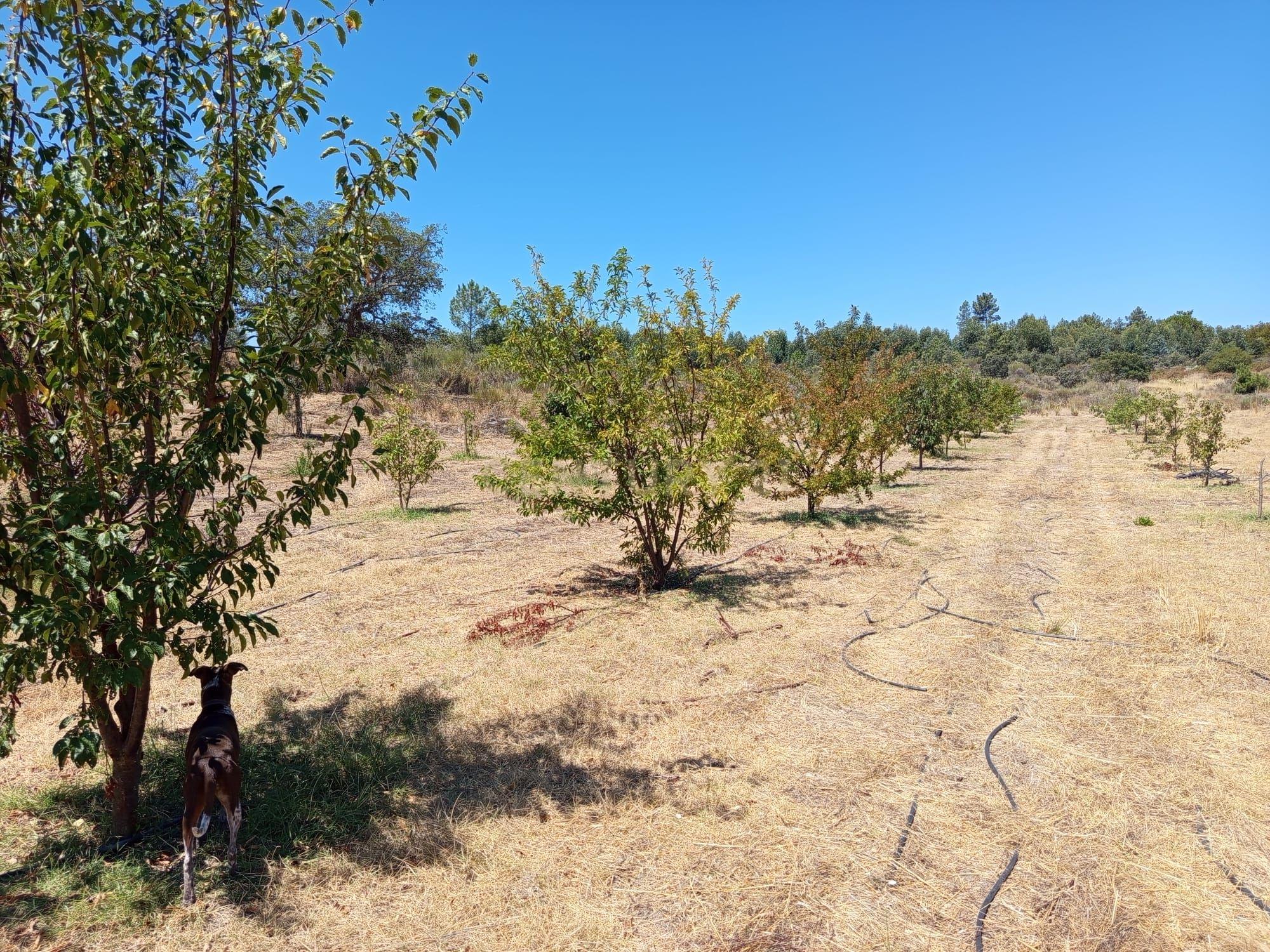 Fotografia 3 de Oportunidade Única: Quinta de 16 Hectares com produção de plantas aromáticas, 2 Ha de rosas DAMASCENA, destilação de óleos essenciais  e actividade e-commerce