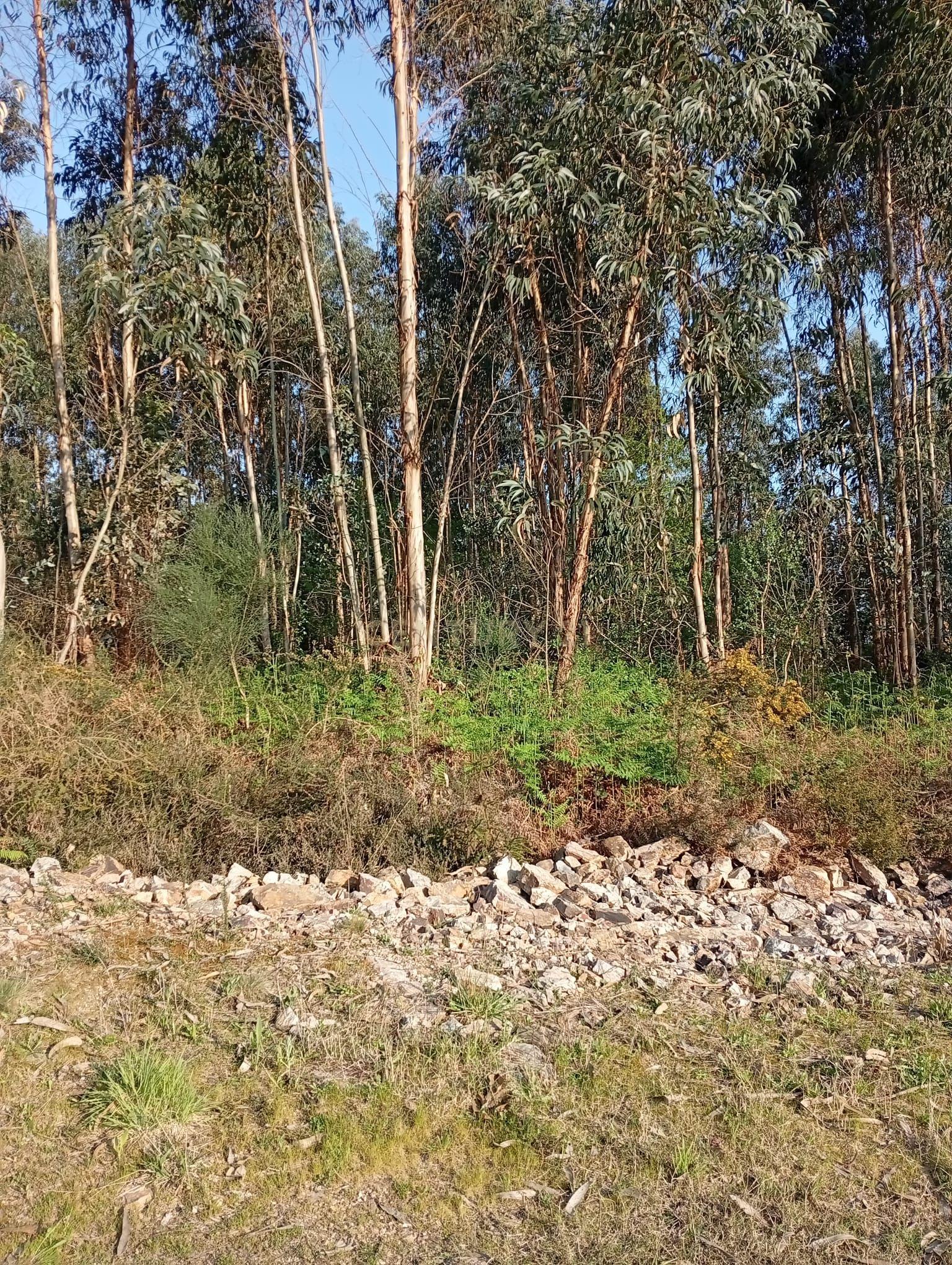 Fotografia 5 de Terreno Rústico em Valongo com Vista Campestre
