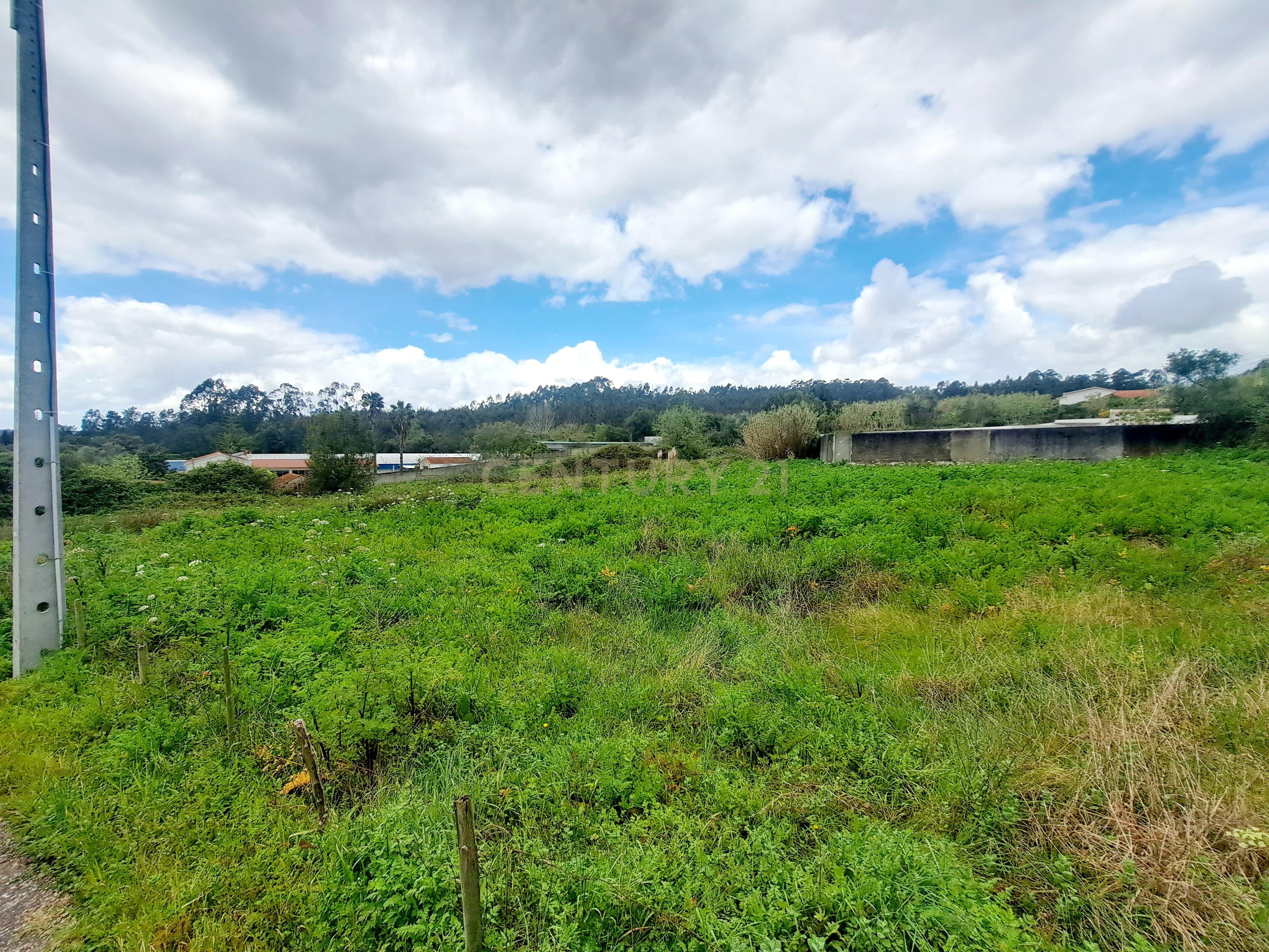 Terreno Rústico em Antanhol, Coimbra – 3.500m² com Árvores de Fruto e Oliveiras - Image 6