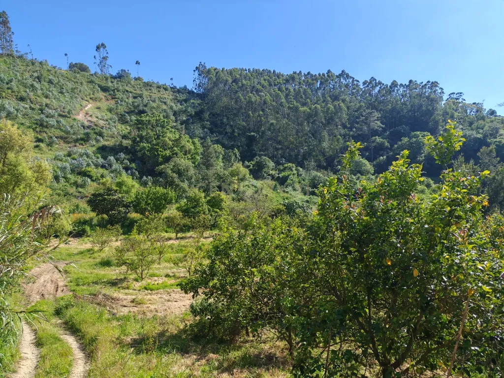 Terreno com Limoeiros | Próximo da Aldeia | Chanca - Mafra - Image 6