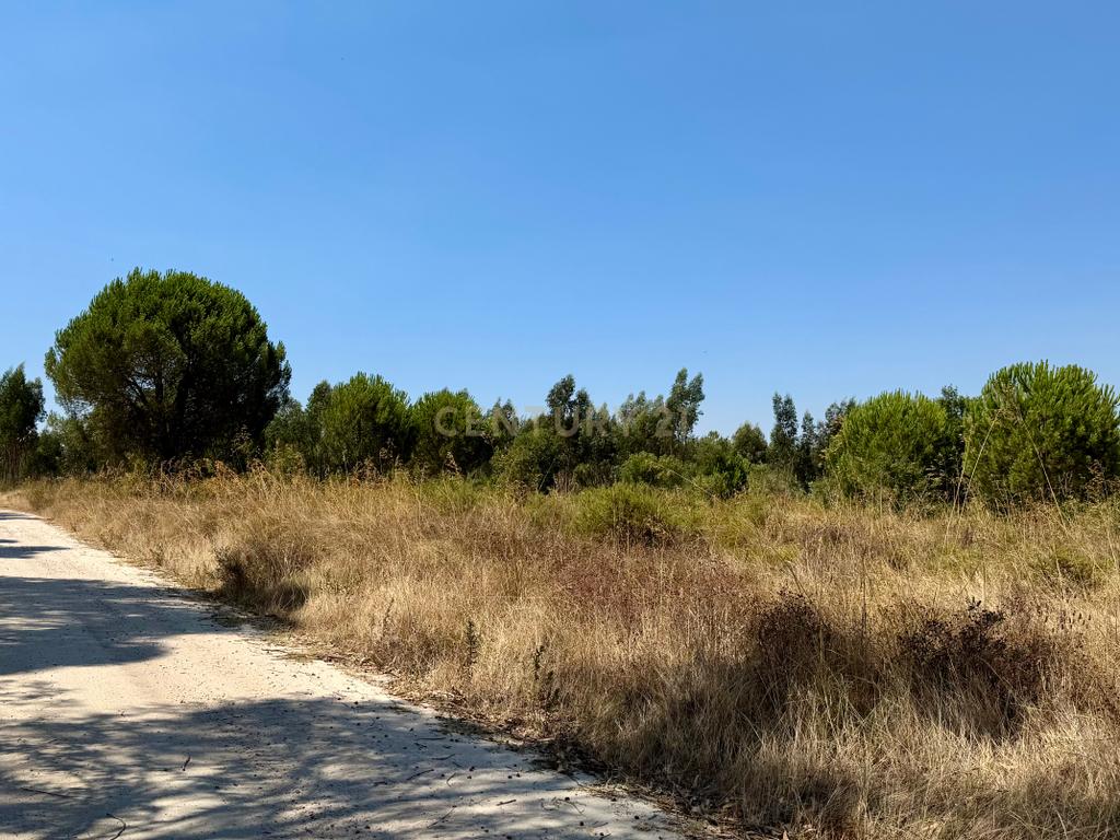 Terreno com 94.000 m2 na zona do Novo Aeroporto de Lisboa, Santo Estêvão, Benavente. Em venda! - Image 4