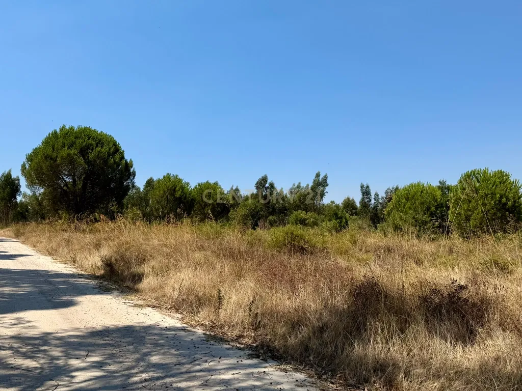 Terreno com 94.000 m2 na zona do Novo Aeroporto de Lisboa, Santo Estêvão, Benavente. Em venda! - Image 4