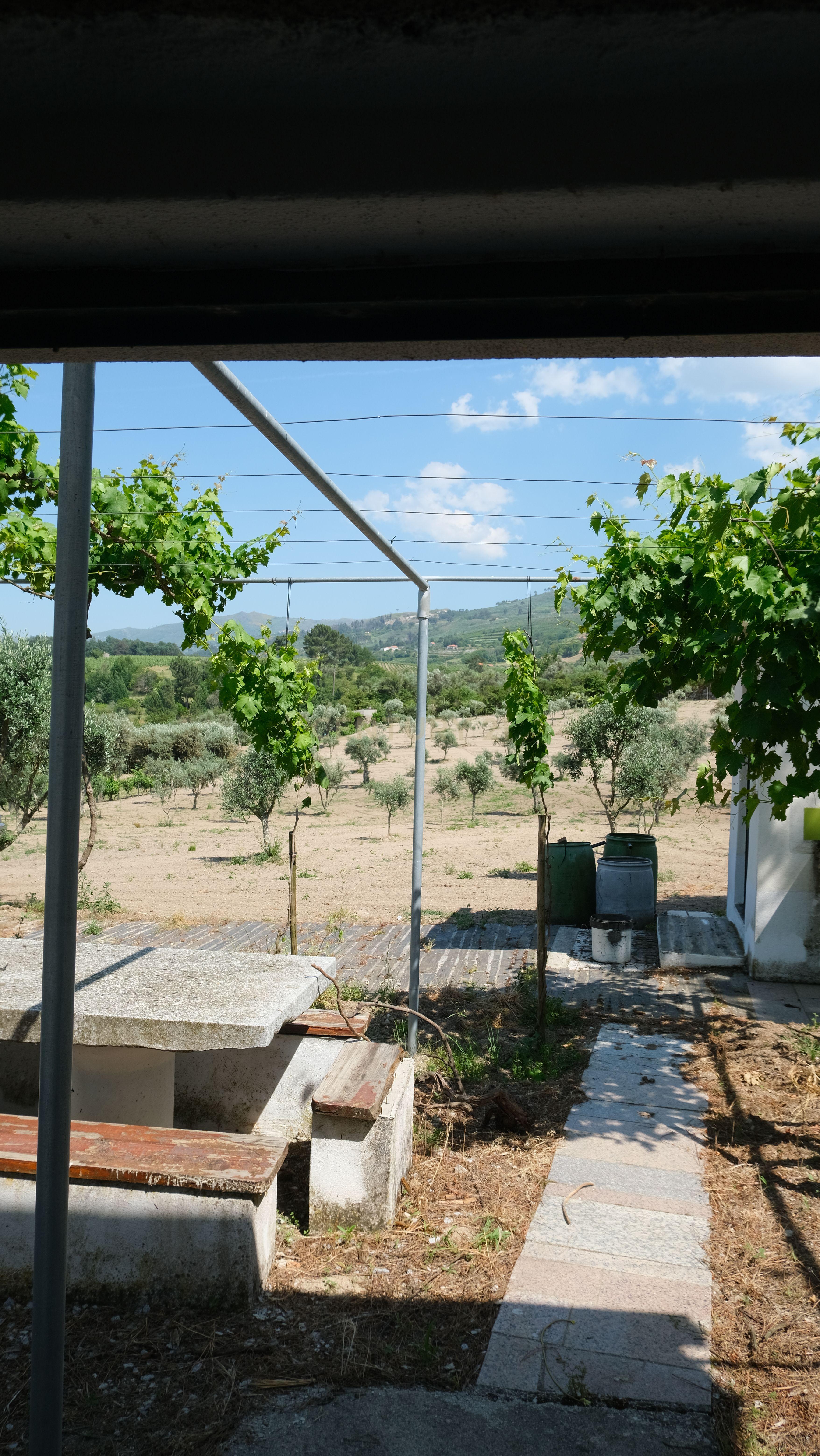 Fotografia 12 de Terreno com 2.006 m², oliveiras em produção e construção de apoio | São Paio, Gouveia