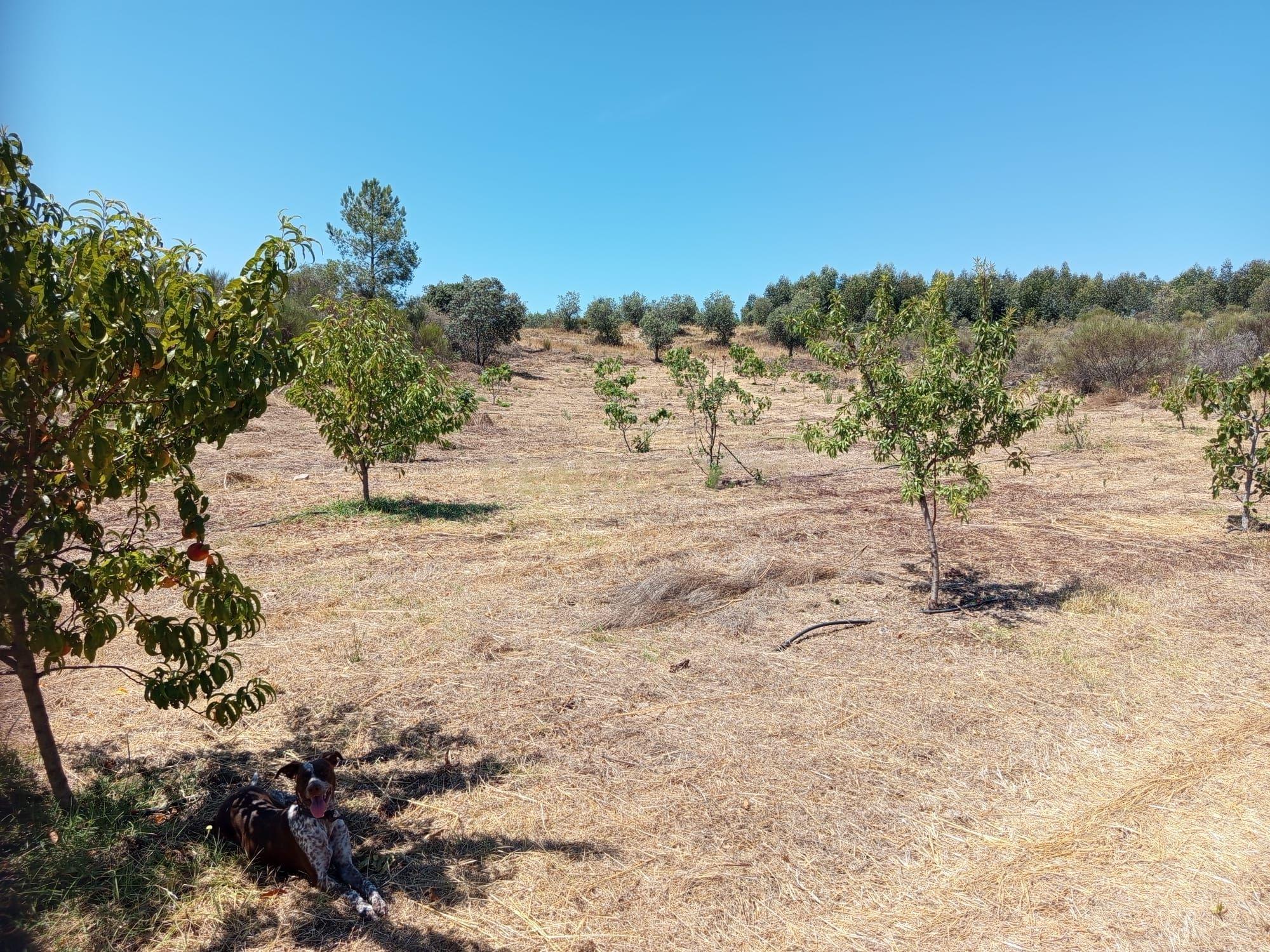 Fotografia 4 de Oportunidade Única: Quinta de 16 Hectares com produção de plantas aromáticas, 2 Ha de rosas DAMASCENA, destilação de óleos essenciais  e actividade e-commerce