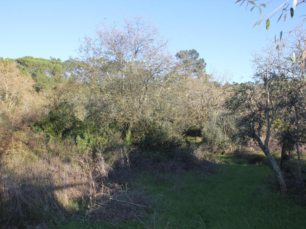 Terreno para construção de moradia - Image 3