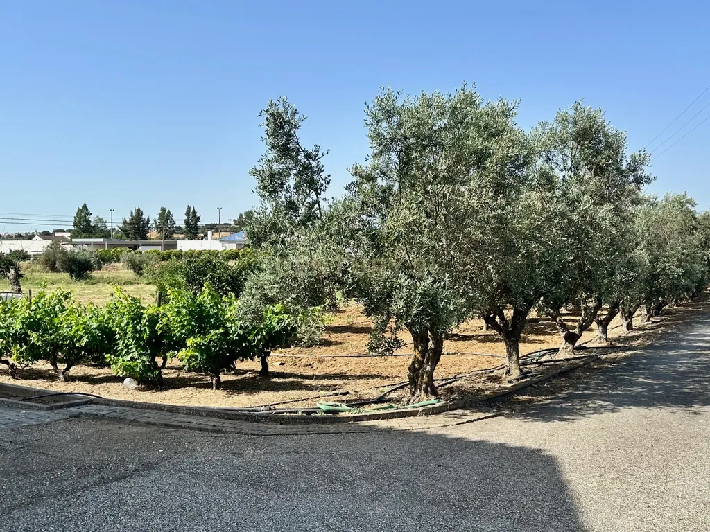 Alentejo-BEJA- Nossa Senhora das Neves, Excelente Quinta, com MORADIA de 267,3 m2 , Casa de Monte de 90 m2 e 23000 m2 de Terreno com Furo e Poço - Image 16