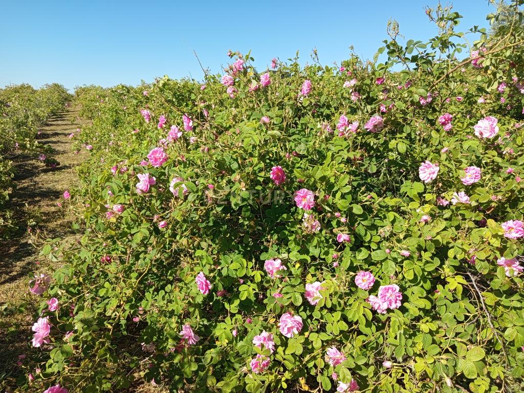 Oportunidade Única: Quinta de 16 Hectares com produção de plantas aromáticas, 2 Ha de rosas DAMASCENA, destilação de óleos essenciais e actividade e-commerce - Image 7