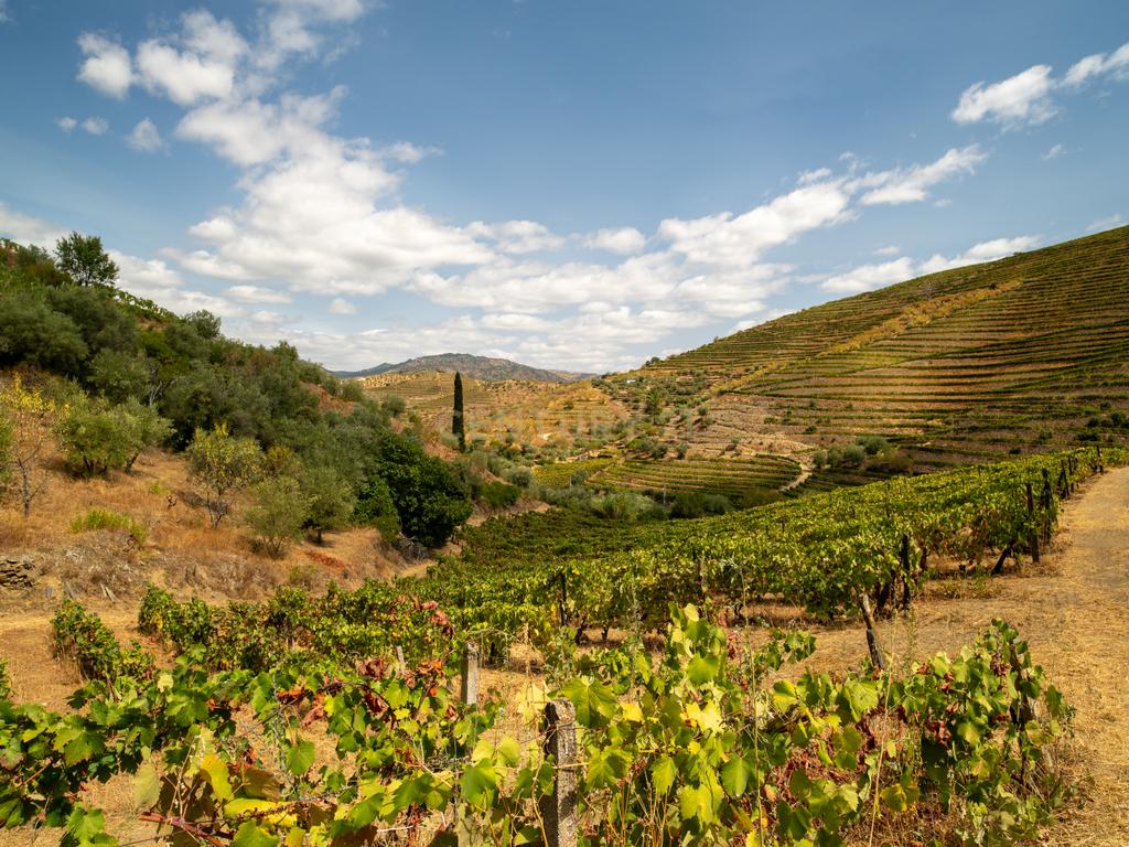 Farm with productive vineyard in the Douro Demarcated Region — São João da Pesqueira - Image 25