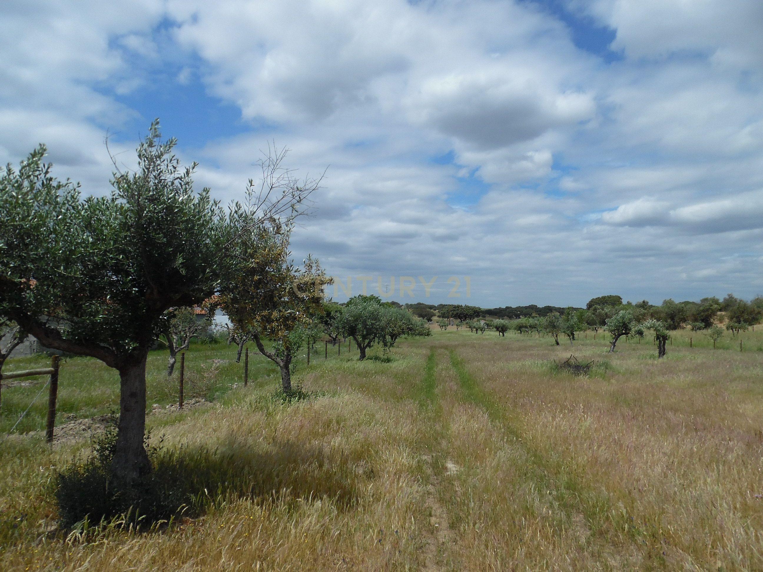 Moradia T3 à venda em Capelins (Santo António), Alandroal — foto 26