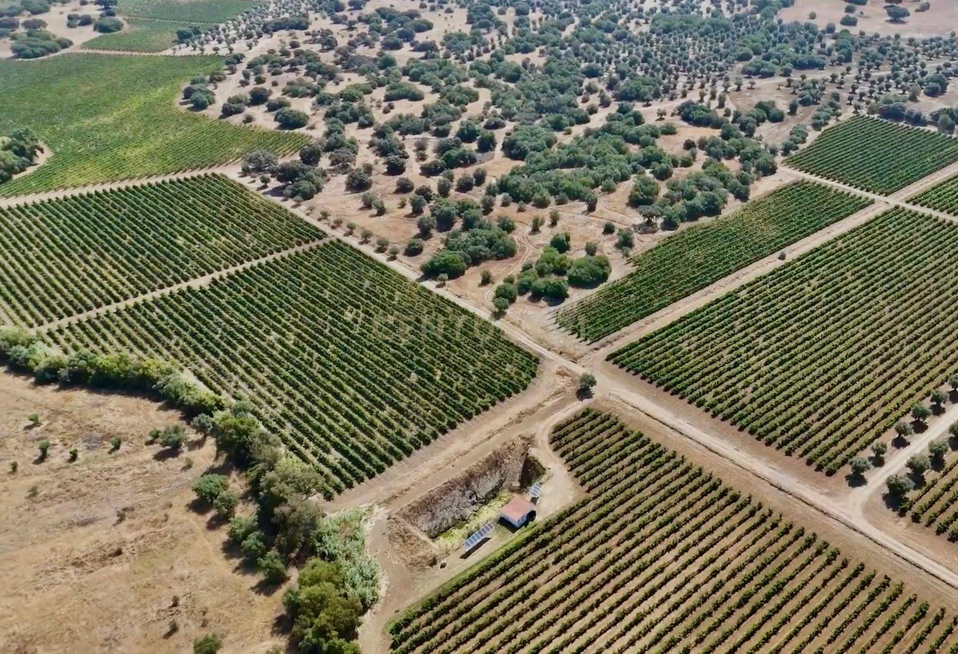 Fotografia 2 de Herdade da Pandeira (93 Hectares) Vinha e Olival em Produção em Reguengos de Monsaraz.