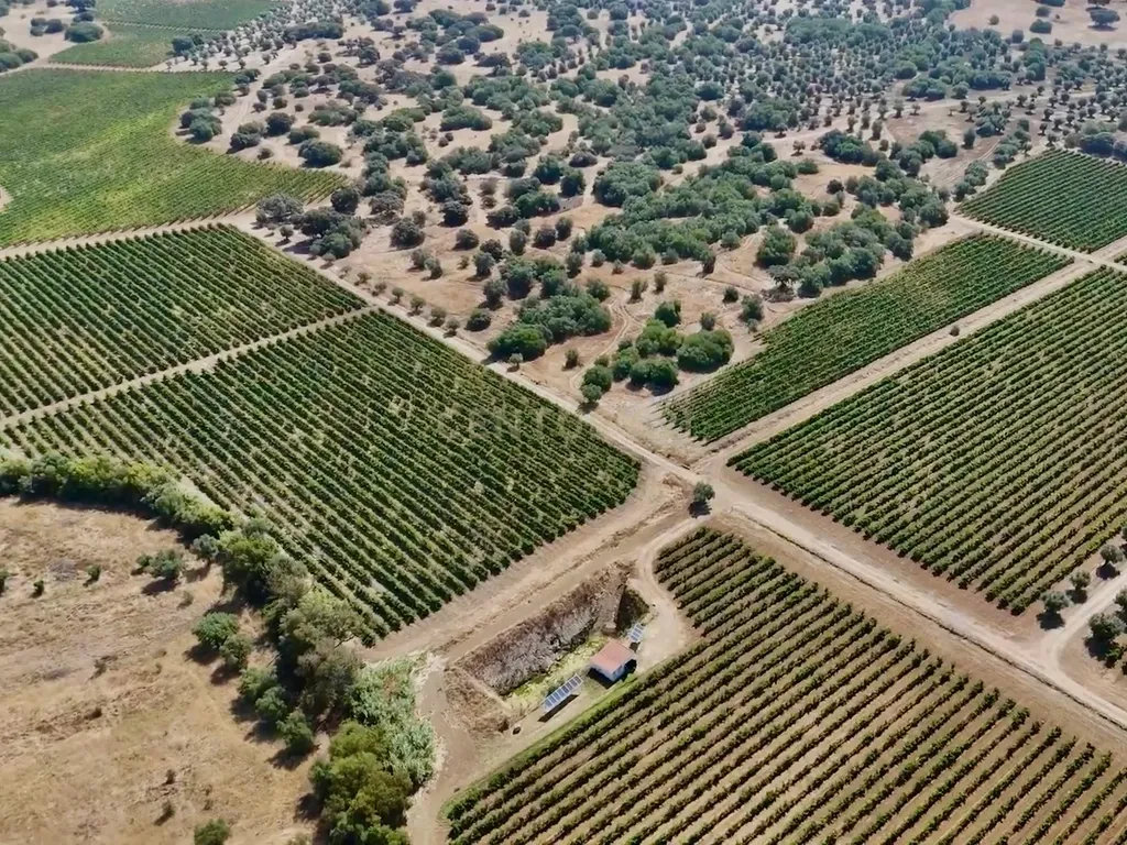 Herdade da Pandeira (93 Hectares) Vinha e Olival em Produção em Reguengos de Monsaraz. - Image 2